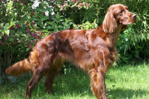 Irish setter - potomek psów myśliwskich Irish setter - potomek psów myśliwskich